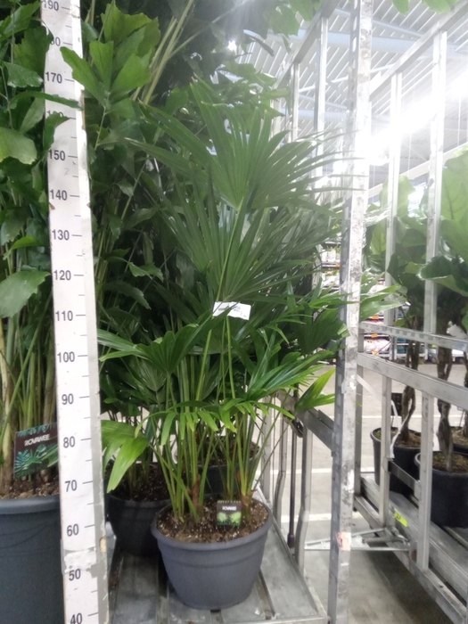 <h4>Palms   ...</h4>