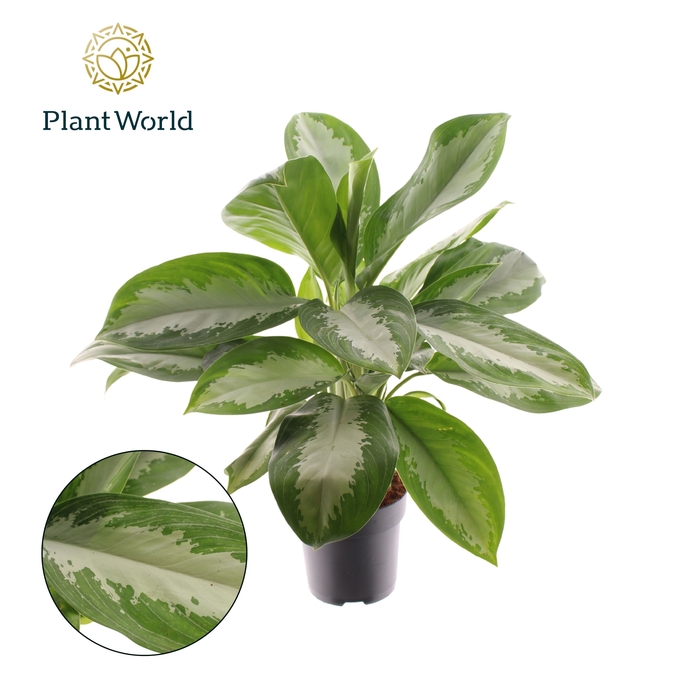 <h4>Aglaonema Diamond Bay</h4>