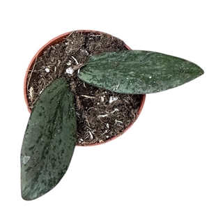 Hoya Sigillatis Silver