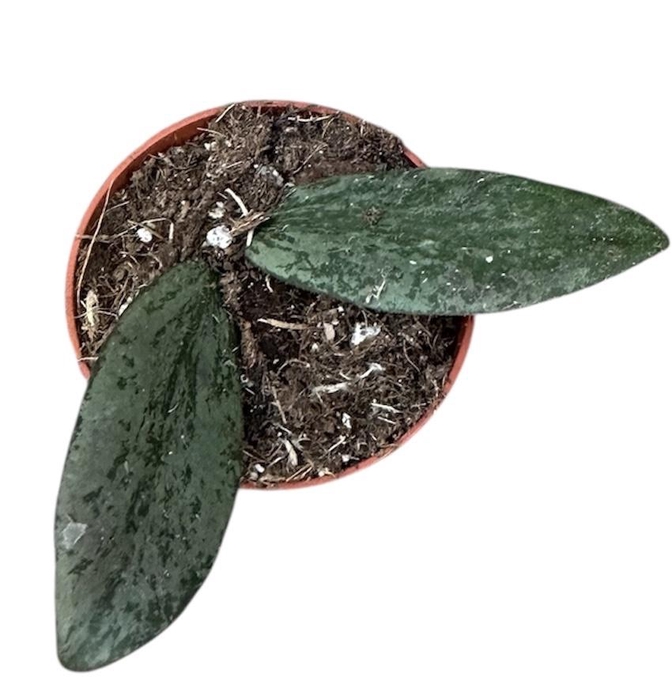 <h4>Hoya Sigillatis Silver</h4>