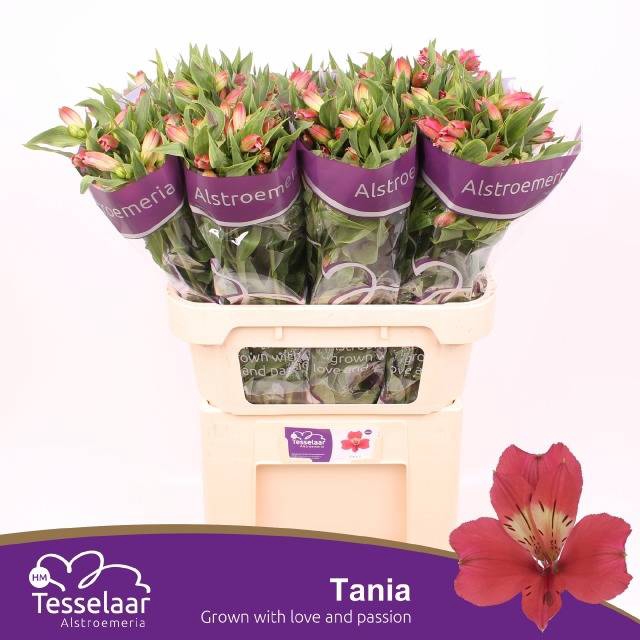 <h4>ALSTR TANIA</h4>