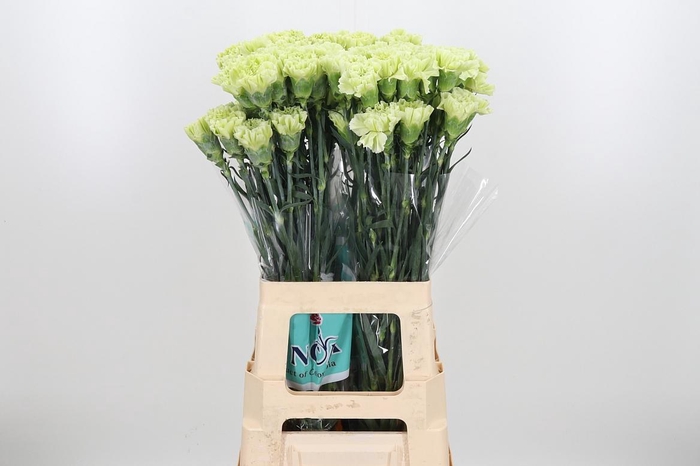 <h4>Di St Jungle</h4>