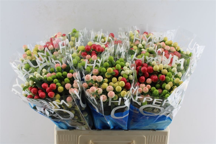 <h4>Hyp Coco Colours Mixed</h4>