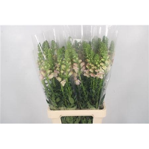Antirrhinum It. Cherry Rose