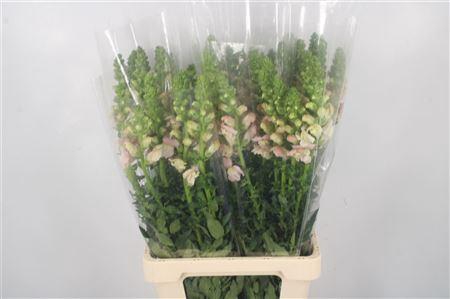 <h4>Antirrhinum It. Cherry Rose</h4>