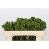 Kaaps Groen Albigreen