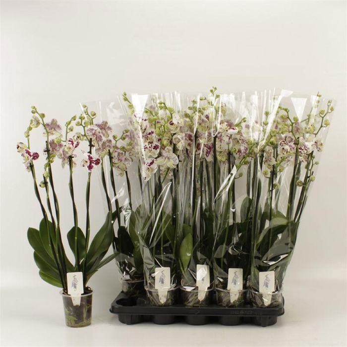 <h4>PHAL AN MARRAKESH</h4>