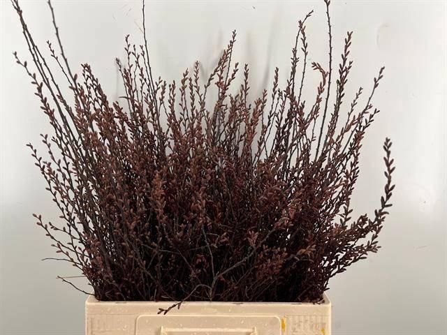 <h4>MYRICA GALE GAGEL</h4>