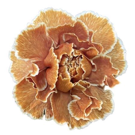 <h4>DI ST MOLLY LATTE</h4>