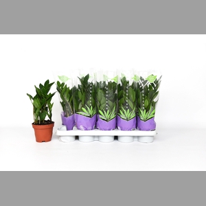 ZAMIO ZAMIIFOLIA