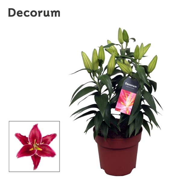 <h4>Lilium Oriental Magny Cours 17cm</h4>