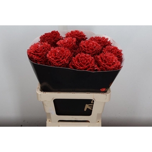 Brassica Wx (crane) Rood