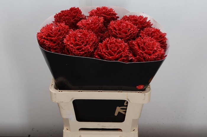 <h4>Brassica Wx (crane) Rood</h4>