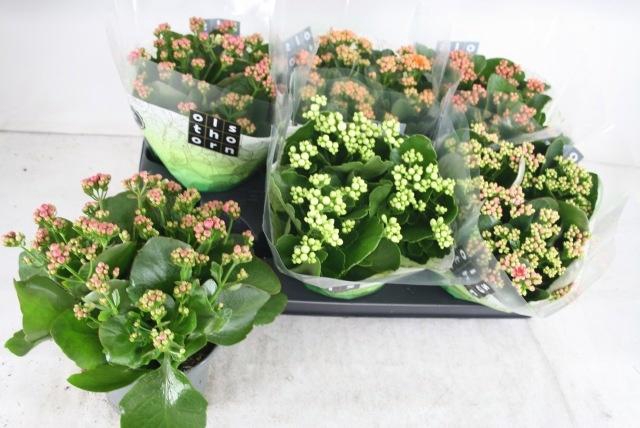 <h4>KAL GE GEM 5 KL</h4>