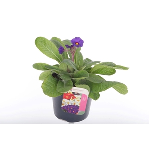 Primula elatior Veristar Late Blue