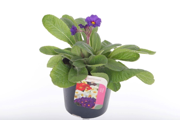 <h4>Primula elatior Veristar Late Blue</h4>