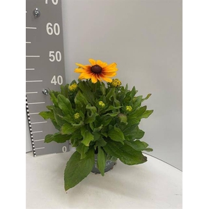 RUDB SUNBECK BICOLOR P21