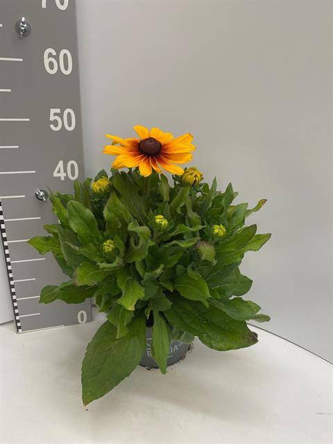 <h4>RUDB SUNBECK BICOLOR P21</h4>