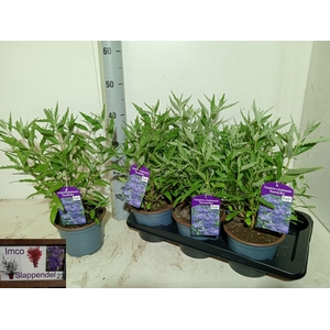 CARYO CL HEAVEN BLUE