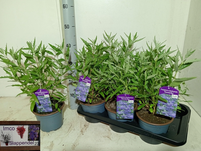 <h4>CARYO CL HEAVEN BLUE</h4>