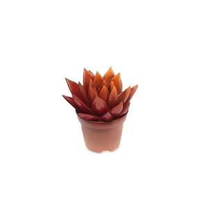 Echeveria bicoloured red/orange