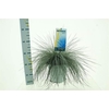 Festuca glauca 'Intens Blue'