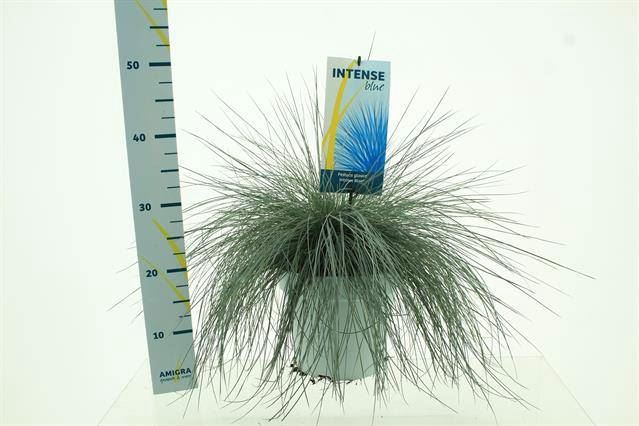 Festuca glauca 'Intens Blue'