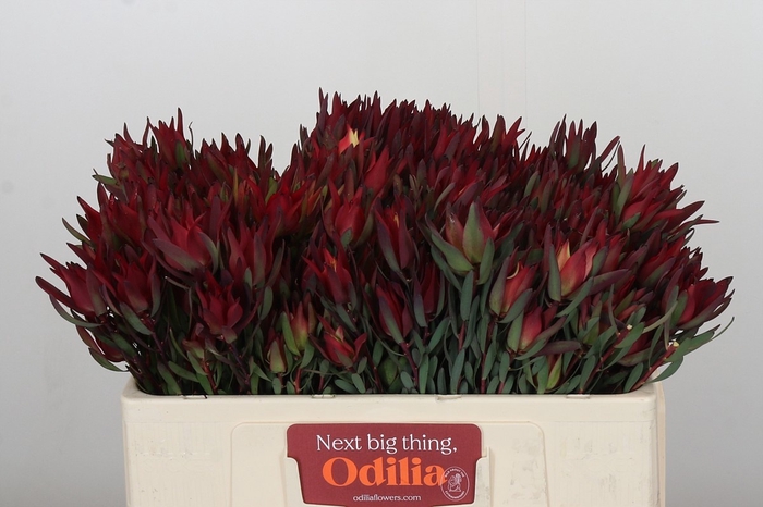 <h4>LEUCAD SAL BLUSH</h4>