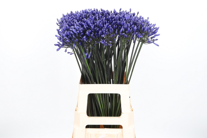 <h4>Agapanthus Intermedia</h4>