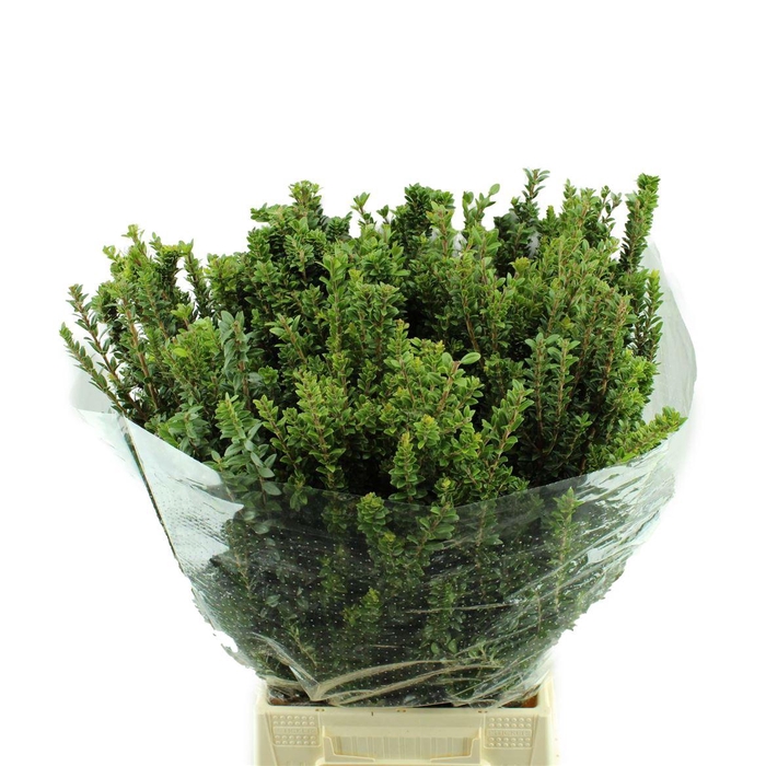 <h4>Myrthe Tarantino</h4>