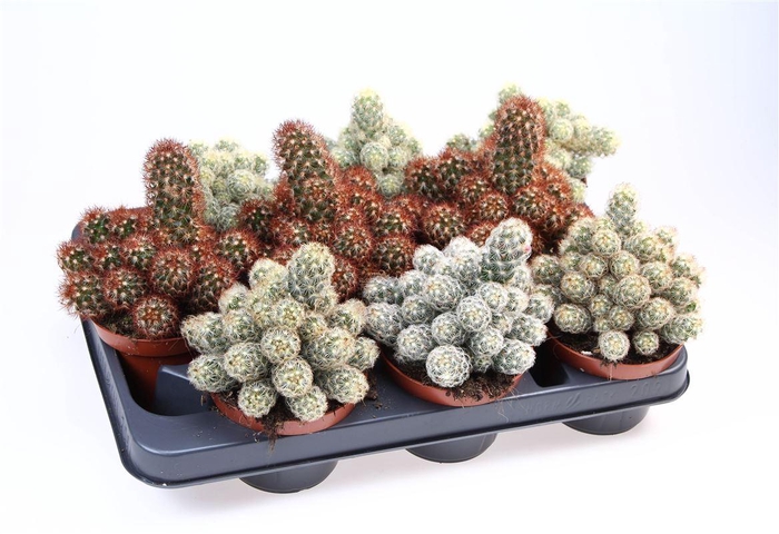 Cactus Mamm Elongata