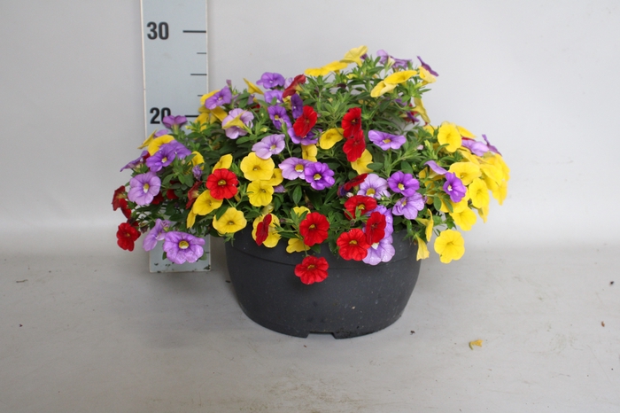 <h4>Schaal 26 Calibrachoa Blue, Red, Yellow</h4>