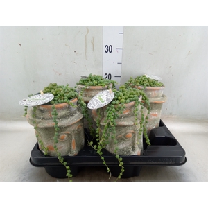 Senecio rowleyanus