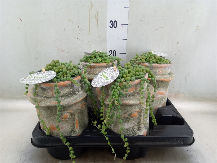 <h4>Senecio rowleyanus</h4>