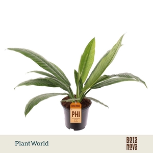 Philodendron Campii
