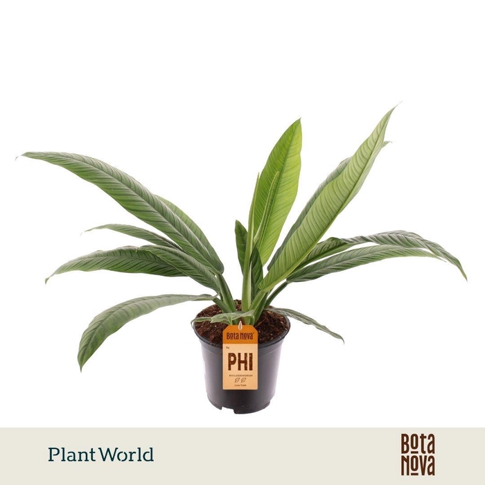 <h4>Philodendron Campii</h4>