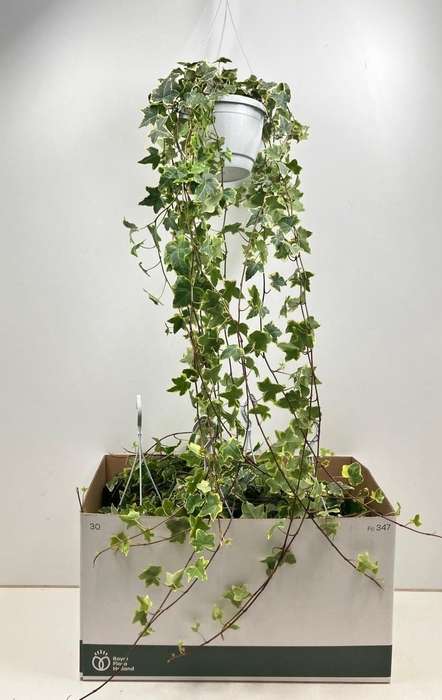 <h4>HED HE GOLDCHILD</h4>