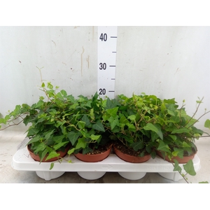 Hedera   ...green leafed