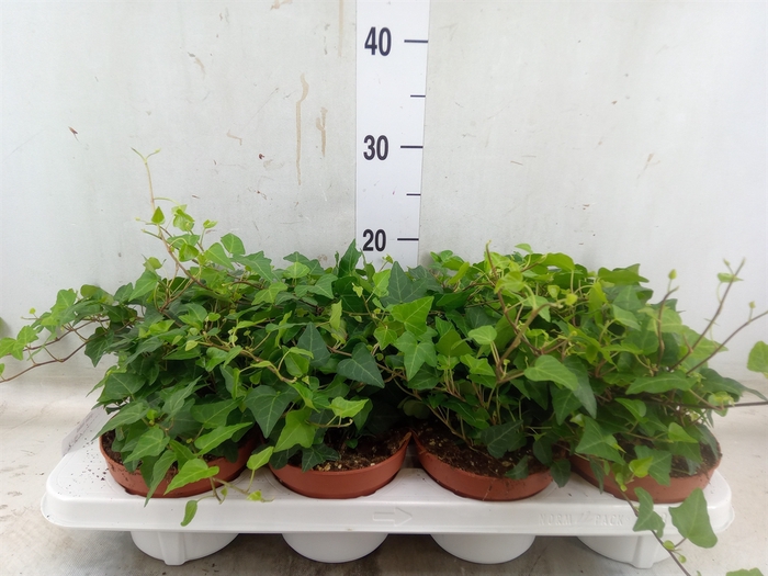 <h4>Hedera   ...green leafed</h4>