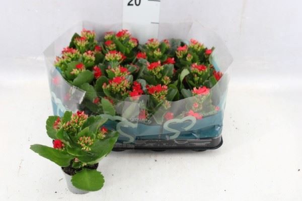 <h4>Kalanchoe blos.   ..</h4>