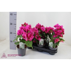 BOUGAINV SANDERIANA