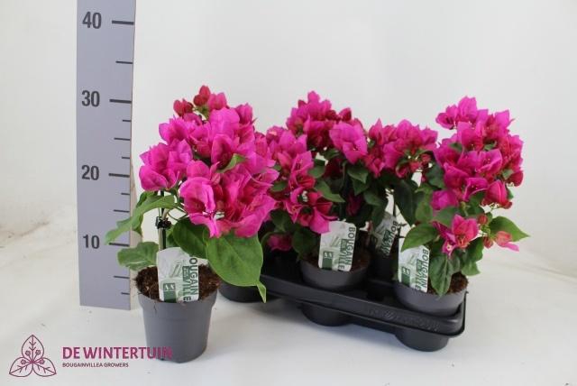<h4>BOUGAINV SANDERIANA</h4>