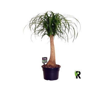 Beaucarnea recurvata