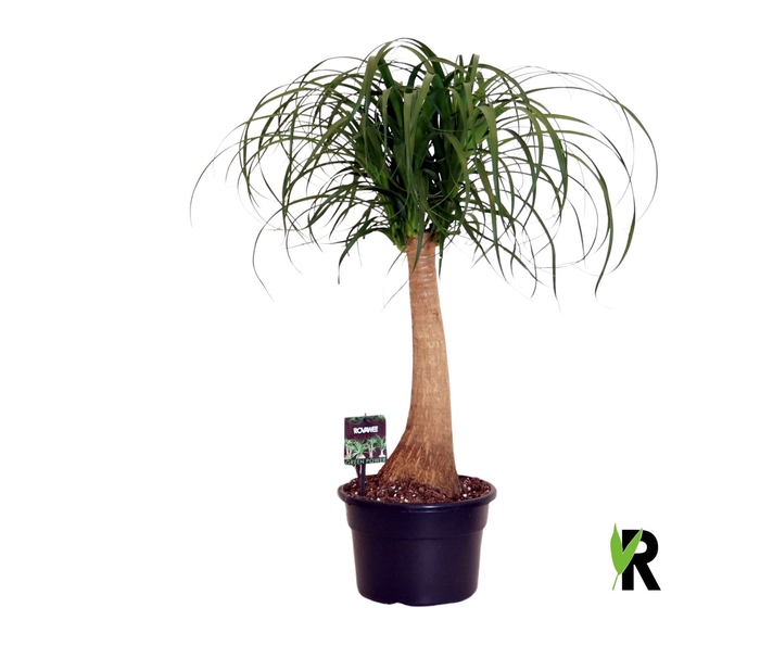 <h4>Beaucarnea recurvata</h4>