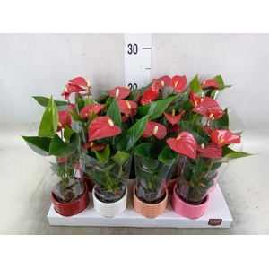 Anthurium andr. 'Micra'