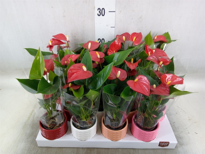 <h4>Anthurium andr. 'Micra'</h4>