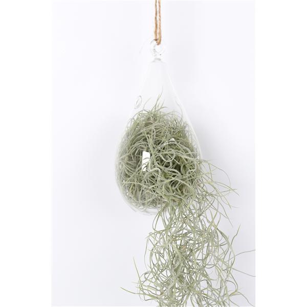 <h4>Tillandsia in ovaal glas</h4>