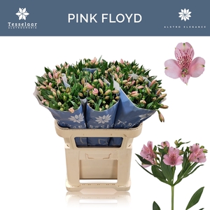 ALSTR PINK FLOYD