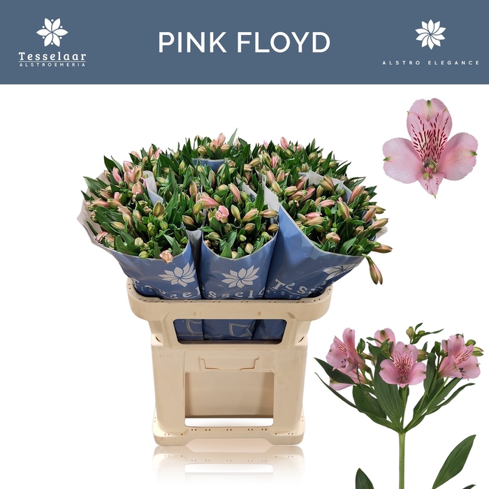 <h4>ALSTR PINK FLOYD</h4>