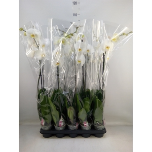 Phalaenopsis   ...white